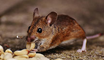24 Hour & Emergency Exterminators in West Slope, OR